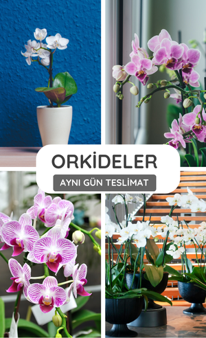 orkideler